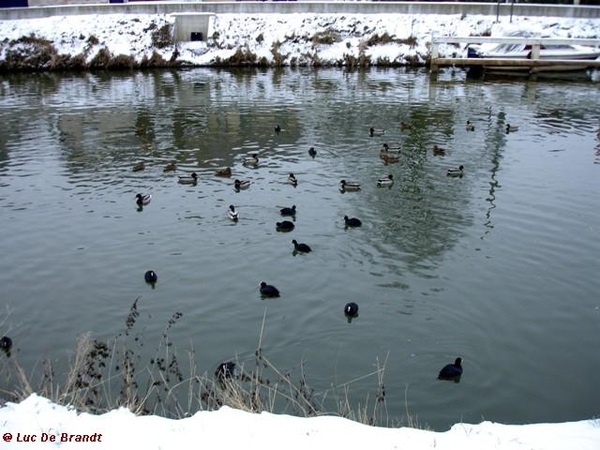 wandeling Denderleeuw