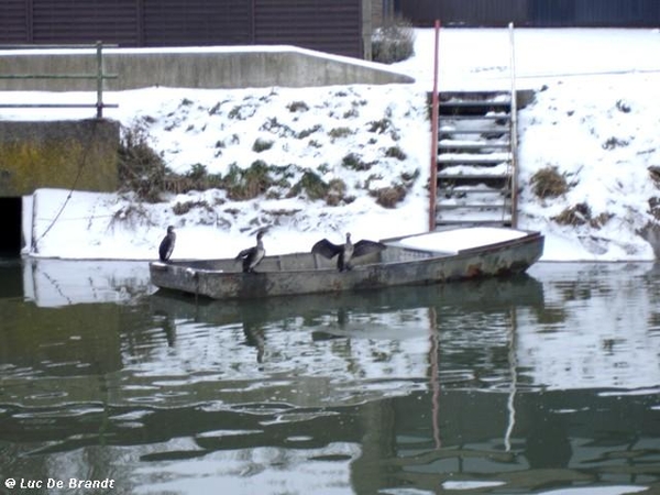 wandeling Denderleeuw