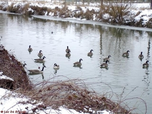 2010_01_10 Denderleeuw 27