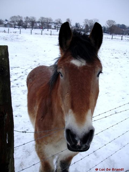 wandeling Denderleeuw