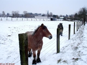 2010_01_10 Denderleeuw 30