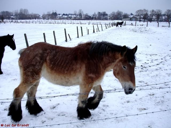 wandeling Denderleeuw