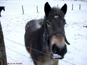 2010_01_10 Denderleeuw 32