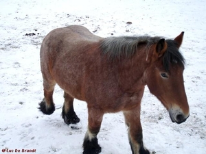 2010_01_10 Denderleeuw 33