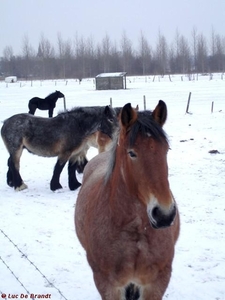 2010_01_10 Denderleeuw 34