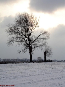 2010_01_10 Denderleeuw 83 Kouter