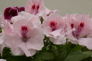 Geranium