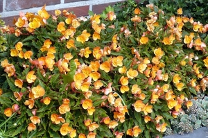 Gele begonia