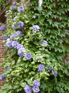 Clematis