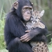 chimp met luipaardje