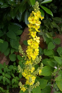 IMGP5263