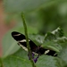 IMGP5336