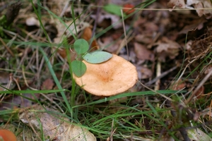 IMGP6282