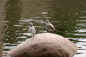 IMGP5829
