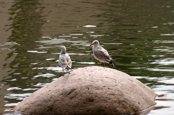 IMGP5829