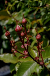 IMGP4988