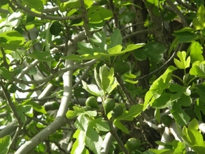 P0000044