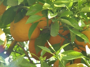 P0000033
