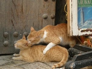 P0000397