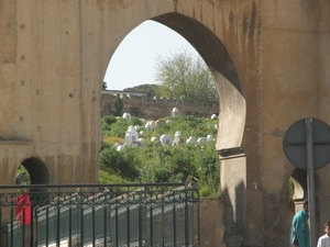 P0000481