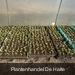 opgepotte aardbeiplanten