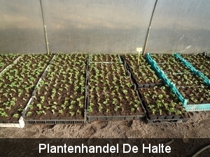opgepotte aardbeiplanten