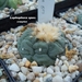 lophophora spec.