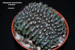 Copiapoa