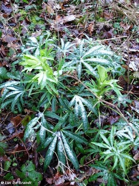 Ardennen Adeps wandeling Anhe