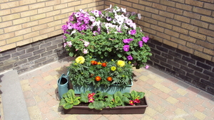 tuin 001