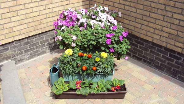 tuin 001
