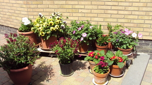 tuin 002