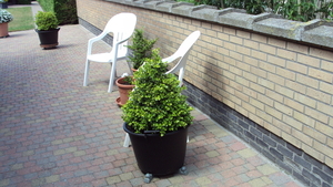 tuin 003