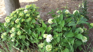 tuin 010