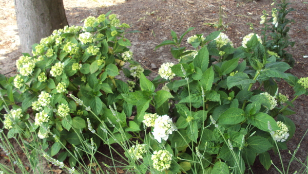 tuin 010