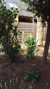 tuin 011