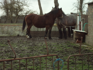 LEFFINGE 003