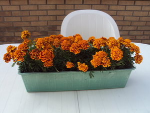 bloemen 001