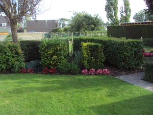 bloemen 004