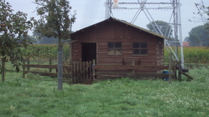wHOOGLEDE 006