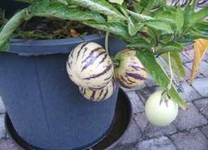 boule 067