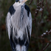 BLAUWE REIGER