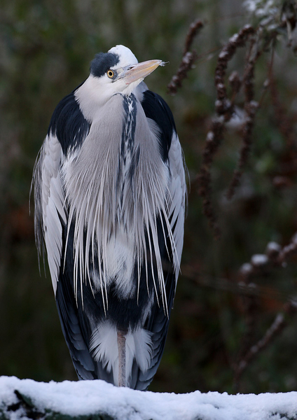 BLAUWE REIGER
