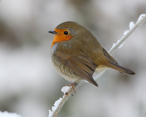 ROODBORST