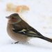 VINK