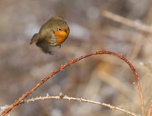 ROODBORST