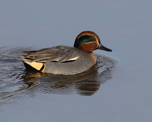 WINTERTALING