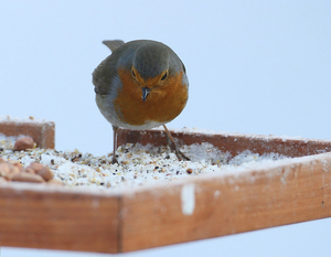 ROODBORST