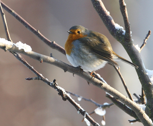 ROODBORST