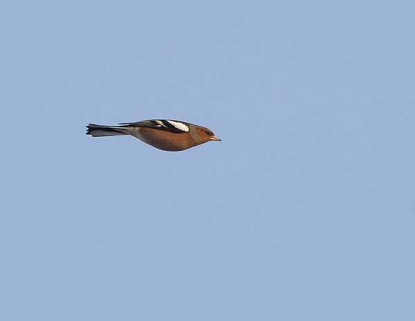 VINK